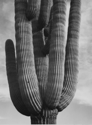 Category Cactus
