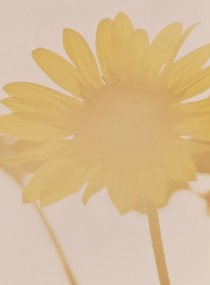 Category Sunflowers