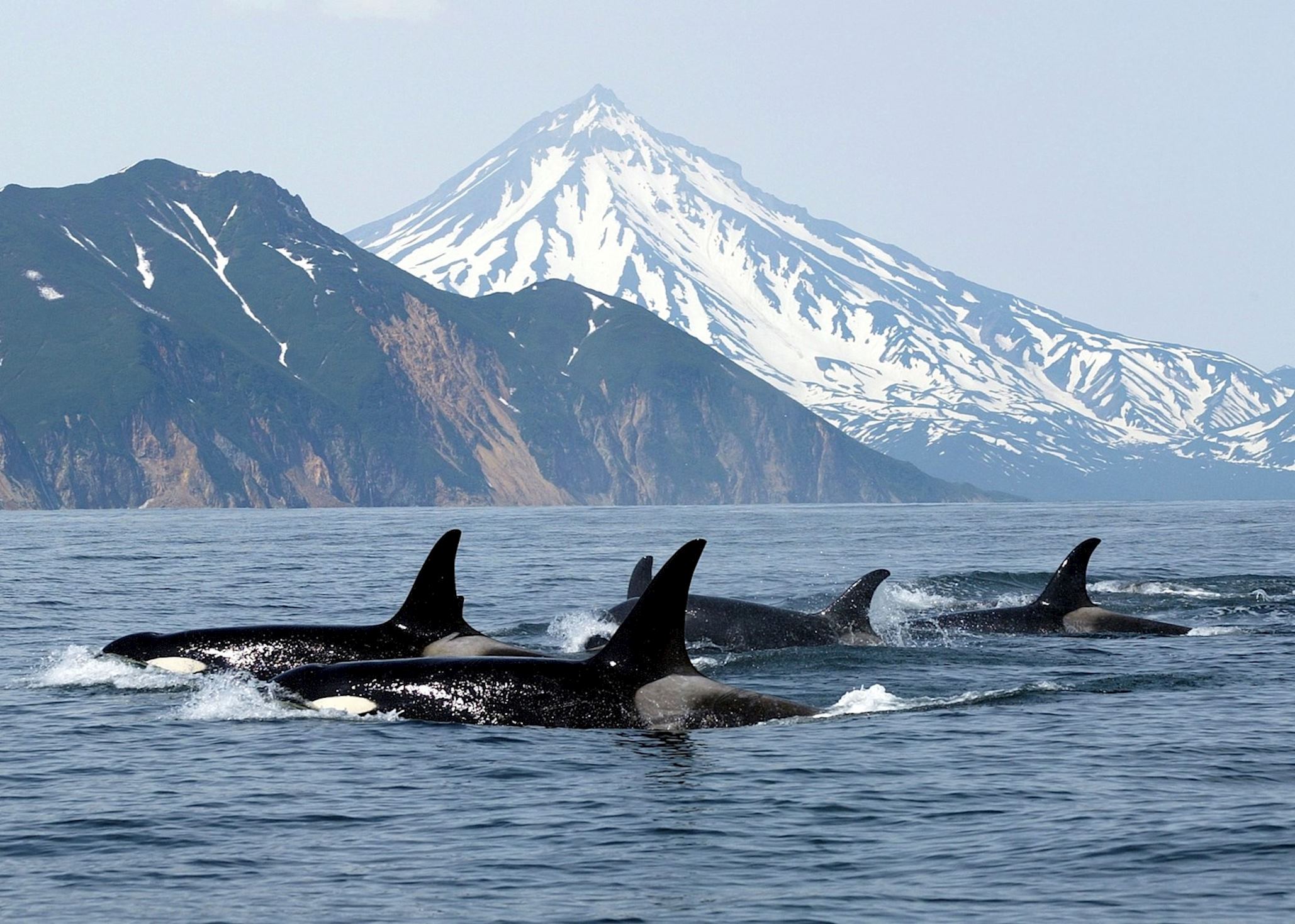 526979 a pod of orca off vancouver island