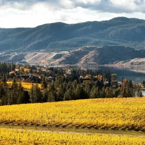 okanagan falls lake vineyard vista allen jones header.jpg